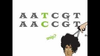 Genetics 101 Part 2 of 5 What are SNPs [upl. by Orecic453]