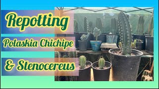 Repotting Polaskia Chichipe amp Stenocereus cactus 🌵 [upl. by Mcgray652]