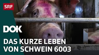 Unser täglich Fleisch – Von Gülle Jobs und Umweltschäden  DOK  SRF [upl. by Ecilahs]