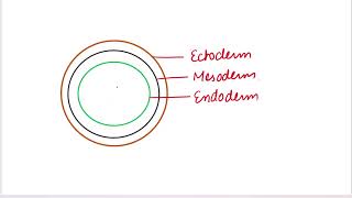 Diploblastic and Triploblastic organisms biology neet basics mbbs neet [upl. by Ttenrag]