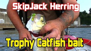 How to catch and prepare your catfish baitSkipjack for freezing and storing [upl. by Francisco]