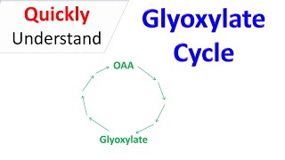 Glyoxylate cycle [upl. by Flossi654]