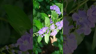 Sky Flower Duranta erecta in Verbena Family Verbenaceae  Observed in Description [upl. by Silsbye]