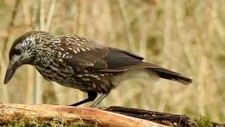 Spotted nutcracker  Bird life [upl. by Euqinimod591]