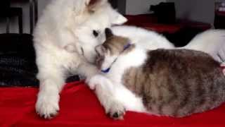 Samoyed Puppy and Cat best friends giving kisses [upl. by Kirven]