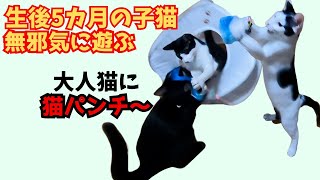 生後5カ月の子猫のハチワレ兄妹は遊びたいヤンチャに走り回り大人猫とも仲良し（保護猫カフェキャットスペース）中崎町 Fivemonthold chimera kitten [upl. by Allayne]