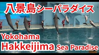 White Dolphin Show At Yokohama Hakkeijima Sea Paradise 【4K】 [upl. by Penni839]