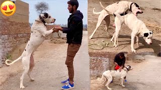 Larai Ky Baad Bully Dog Ki Malish Or Nahla Diya😍 [upl. by Norean]