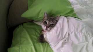 Cat Tucks Herself In to Bed [upl. by Navetse]