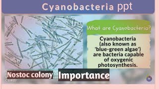 Cyanobacteria ppt  salient features and biological importance of cyanobacteria neet 2023 pyq neet [upl. by Ahsaeyt]