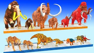 10 Mammoth Elephant Cow vs 10 Giant Tiger Wolf vs Dinosaur Fight Tiger Cub Saved by Woolly Mammoth [upl. by Cnahc531]