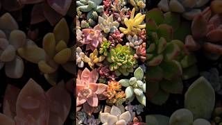 Stunning beautiful succulents 다육이 모듬심기 [upl. by Adanar]