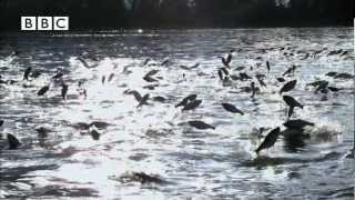 Thousands of fish leap out of water at same time  Slow Mo [upl. by Pompei711]