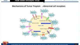 Oncolytic Virotherapy Basic Knowledge Review  Creative Biolabs [upl. by Alraep]