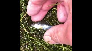 Goodale Farm Pond Hydrilla removal Hydrilla weed removal [upl. by Ahsimek764]