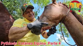 Pythiosis Cutánea Equina Parte 4 Evolución terapéutica [upl. by Ybbor306]