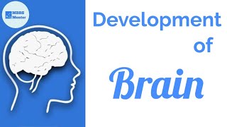 Development of the Brain  Neuroanatomy [upl. by Zanze839]