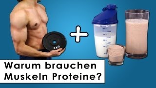 Muskelaufbau  Warum der Körper Proteine benötigt [upl. by Nnylamme]