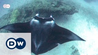 Mosambik – im Schutzgebiet der Mantarochen  Global 3000 [upl. by Hareema]