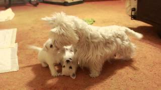 Mother Westie teaches 6 week old puppies [upl. by Darline]