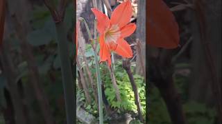 Abeleza da Hippeastrum 🌱😍 plantas natureza floresta jardim flores viralvideo viralshorts [upl. by Merritt]