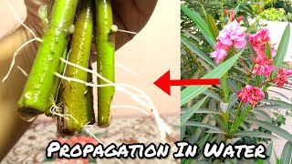 How To Grow Oleander Plant From Cutting  Propagation Of Oleander In Water [upl. by Ailbert896]