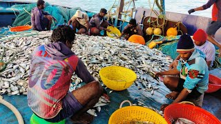 இன்று இழுவையில் அடித்த அயிலைமீன் ஜாக்பாட்TODAY CATCHING AT AYILAIFISH JACKPOT IN SEA [upl. by Uchish845]