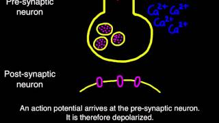 65 Transmission across a synapse [upl. by Jutta441]