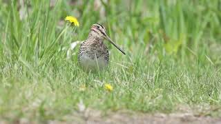 Bécassine de WilsonWilsons Snipe [upl. by Airyt857]