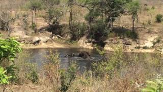 Elephants at Nkambeni Safari Camp [upl. by Eilliw]