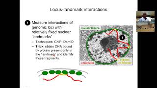 MIT CompBio Lecture 09  Three Dimensional Genome [upl. by Danice339]