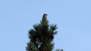 Red Crossbill calling from top of pine [upl. by Nilreb166]