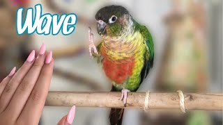 How to Teach Your Bird to Wave  Easy Parrot Trick Training [upl. by Enomrej]