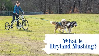 An Introduction To Dryland Mushing [upl. by Waverly]