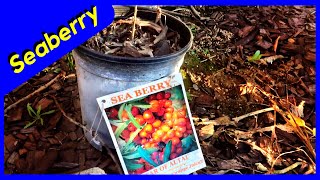 Planting Seaberry plant  Sea Buckthorn Part 1 [upl. by Uttasta]