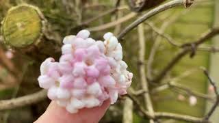 Winter flowering Shrub Viburnum Bodnantense [upl. by Anuqahs]