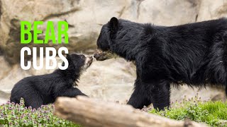 Andean Bear Cub Brothers Now on View Outdoors at the Smithsonian’s National Zoo [upl. by Jeu]