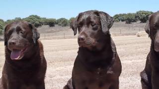 LABRADORES DE LA SALMANTINA  CACHORROS DE LABRADOR CHOCOLATE  NUESTROS EJEMPLARES [upl. by Nayarb]