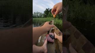 POND MANAGEMENT FISHING FROM A CANOE OLD SCHOOL FISHING POND HOPPINGfishingshortstrendingyt [upl. by Fitzsimmons]