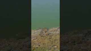 Phewa Tal ko macha fish fishing river fishinglife fisherman pokhara keepsupporting [upl. by Weisberg]