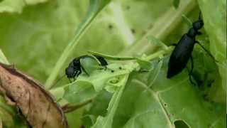 Blister Beetles [upl. by Atiuqiram]