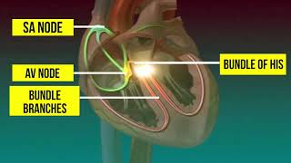 ORIGIN AND CONDUCTION OF HEART BEAT [upl. by Loutitia]