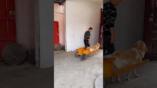 Daring Dog chauffeur 🐕New Viral Gadgets Smart Appliances Kitchen Utensils Home Inventions [upl. by Imhskal142]