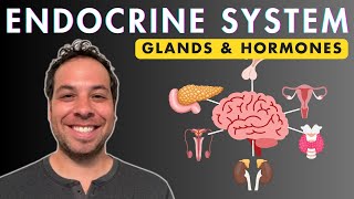 The Endocrine System  Glands and Hormones [upl. by Eillah]