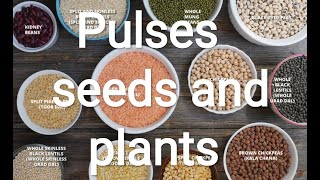 Pulses Seeds and their Plant Identification BScHonsAgriculture Practical Classes [upl. by Melak]