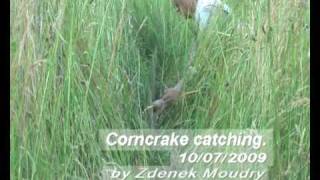 Corncrake for web [upl. by Leora85]