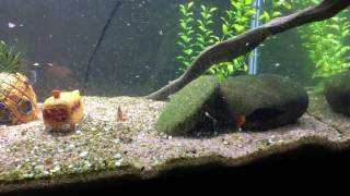 Pictus catfish going crazy during feeding time [upl. by Sapphira]