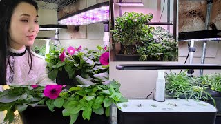 Which Aerogarden System To Buy  Sprout Harvest Bounty or Farm [upl. by Nolur]