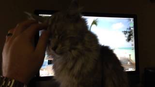 How Much Does a Maine Coon Cat Cost [upl. by Blanch]