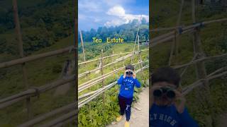 Tea Estate Darjeeling different tea valleyyoutubeshortstea gardendarjeelingchaitrending shorts [upl. by Orsay]